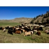 Image 7 : Harpur Ranch - 600# November Delivery Steer Calves - 75 Head (Rock Creek, BC)