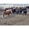 Image 6 : South Island Farms - 920# September Delivery Heifers - 68 Head (Bow Island, AB)