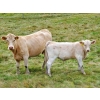 Image 14 : Alvin Sandum Family - 670# Steer Calves - 94 Head (Hussar, AB)