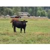 Image 11 : Brady Ranches - 740# October Delivery Steer Calves - 15 Head (Heffley Creek, BC)
