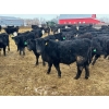 Image 2 : G & B Farms - 740# March Delivery Steers - 79 Head (Deloraine, MB) VBP+