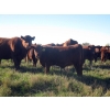Image 5 : Wade & Frances Tobler - 540# October Delivery Heifer Calves - 50 Head (Patricia, AB)