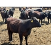 Image 8 : Rick Matz - 20 November Delivery Black Angus X Bred Heifers (Strathmore, AB)