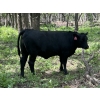 Image 8 : Turtleview Livestock - 975# July Delivery Grass Heifers - 186 Head (Goodlands, MB)