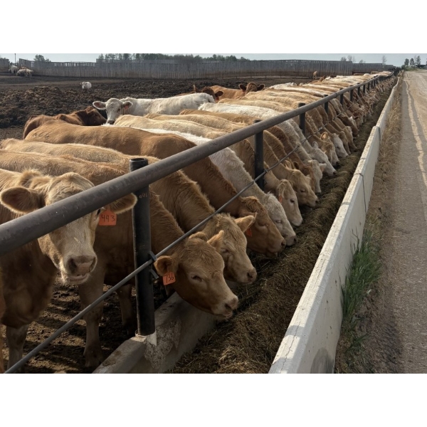 Cunningham Cattle Co. - 990# August Delivery Heifers - 186 Head (Sundre, AB)