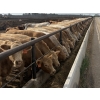 Image 1 : Cunningham Cattle Co. - 990# August Delivery Heifers - 186 Head (Sundre, AB)
