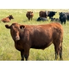 Image 8 : Riverbend Ranch - 1050# October Delivery Grass Steers - 245 Head (Spondin, AB)
