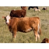 Image 7 : Riverbend Ranch - 860# September Delivery Grass Heifers - 310 Head (Scotfield, AB)