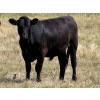 Image 6 : Riverbend Ranch - 1000# October Delivery Grass Steers - 250 Head (Coronation, AB)