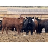 Image 3 : Bruce & Judy Dickson - 909# May Delivery Heifers - 50 Head (Leslieville, AB)