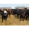 Image 2 : Devick’s Ranch - 920# April Delivery Heifers - 134 Head (Acme, AB)