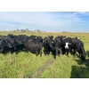 Image 3 : Jay Be Acres Ltd. - 910# September Delivery Grass Heifers - 67 Head (Deloraine, MB)