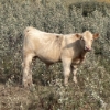 Image 7 : Lindy Greig - 560# October Delivery Steer Calves - 45 Head (Nanton, AB)