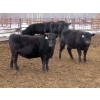 Image 3 : Martin DeVos - 725# March/April Delivery Heifers - 69 Head (Fork River, MB)