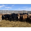 Image 6 : South Ridge Simmentals - 600# March Delivery Heifers - 105 Head (Monarch, AB)