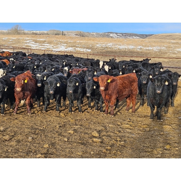 Monette Farms - 800# February Weaned Steers - 315 Head (Airdrie, AB)