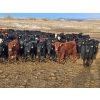 Image 1 : Monette Farms - 800# February Weaned Steers - 315 Head (Airdrie, AB)