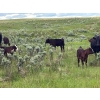 Image 10 : Dot Bar Dot Ranch - 575# November Delivery Steer Calves - 100 Head (Fox Valley, SK)