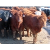 Image 4 : Little Rainbow Ranch - 725# March Delivery Steers - 84 Head (Moosomin, SK)
