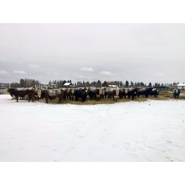 Merrick Campbell Herd Dispersal - 40 6, 7 & 8 Year-Old Bred Cows (Calahoo, AB) VBP+