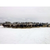 Image 1 : Merrick Campbell Herd Dispersal - 40 6, 7 & 8 Year-Old Bred Cows (Calahoo, AB) VBP+