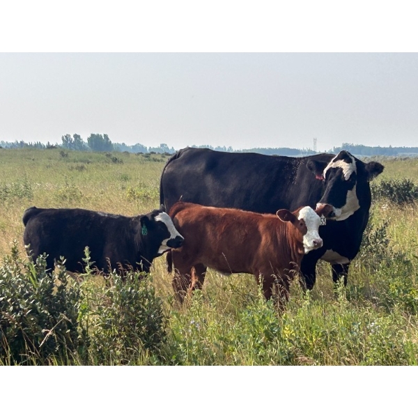 Edge-Hughes Cattle Co. - 550# October Delivery Heifer Calves - 80 Head (Cochrane, AB)