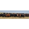 Image 10 : Twin Bridges Ranch - 865# September Delivery Grass Heifers - 153 Head (Maple Creek, SK)