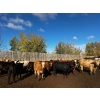 Image 6 : Chris Bartel - 975# Nov/Dec Delivery Heifers - 65 Head (Fort Vermilion, AB)