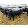 Image 5 : Jake Giesbrecht - 3 BBF Cows (Pen 430)