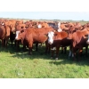 Image 4 : Moose Creek Red Angus Ltd. - 995# October Delivery Grass Heifers - 440 Head (Kisbey, SK)