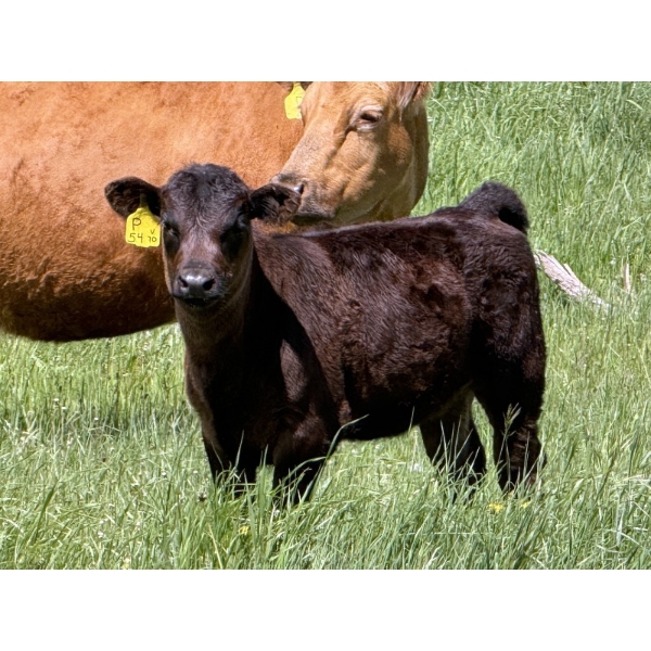 Clarence Koots - 475# November Delivery Heifer Calves - 100 Head (Eckville, AB)
