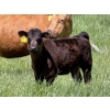 Image 1 : Clarence Koots - 475# November Delivery Heifer Calves - 100 Head (Eckville, AB)