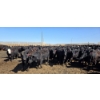 Image 5 : Amber Mountain Farms - 690# May Delivery Heifers - 200 Head (Vauxhall, AB)