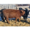 Image 6 : Darren MacMillan - 670# March Delivery Steers - 150 Head (Marquette, MB)