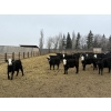 Image 5 : South Ridge Simmentals - 625# May Delivery Heifers - 95 Head (Monarch, AB)