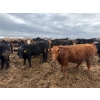 Image 4 : Chipping Hill Cattle Co. - 1075# July Delivery Steers - 224 Head (MacGregor, MB)