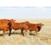Image 2 : Leonard Lundquist/Andrew Ranching - 675# October Delivery Steer Calves - 90 Head (Rolling Hills, AB)