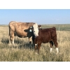 Image 5 : Kim & Ryley Cooper - 490# October Delivery Heifer Calves - 50 Head (Hemaruka, AB)
