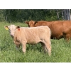 Image 3 : Gerald Lawrence - 670# October Delivery Heifer Calves - 90 Head (Pine Lake, AB)
