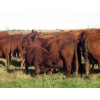 Image 7 : Wade & Frances Tobler - 575# October Delivery Steer Calves - 50 Head (Patricia, AB)