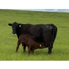 Image 5 : Sherness Farms - 560# October Delivery Steer Calves - 30 Head (Sheerness, AB)