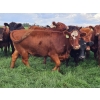 Image 10 : C.O. Johnson & Sons Ranches - 915# September Delivery Grass Heifers - 100 Head (Scandia, AB)