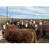 Image 4 : Anchor C Livestock - 710# April/May Delivery Heifers - 85 Head (Stirling, AB)