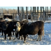 Image 5 : Salty Fox Farms - 50 Black Simm X Bred Heifers (Fork River, MB)