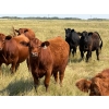 Image 3 : Riverbend Ranch - 1000# October Delivery Grass Steers - 250 Head (Coronation, AB)