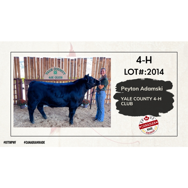 4-H Beef - Peyton Adamski - Yale County 4-H Club