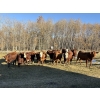 Image 1 : Cunningham Cattle Co. - 975# October Delivery Open Heifers - 50 Head (Sundre, AB)