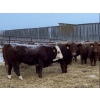 Image 3 : Leonard & Curtis Zdan - 925# January Delivery Weaned Steers - 65 Head (Alonsa, MB) VBP+