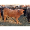 Image 8 : Hockridge Farms Ltd. - 770# March Delivery Heifers - 156 Head (Dauphin, MB)