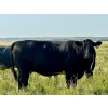 Image 9 : Kings Corner Farms - 40 Open Angus X Cows (Corning, SK)